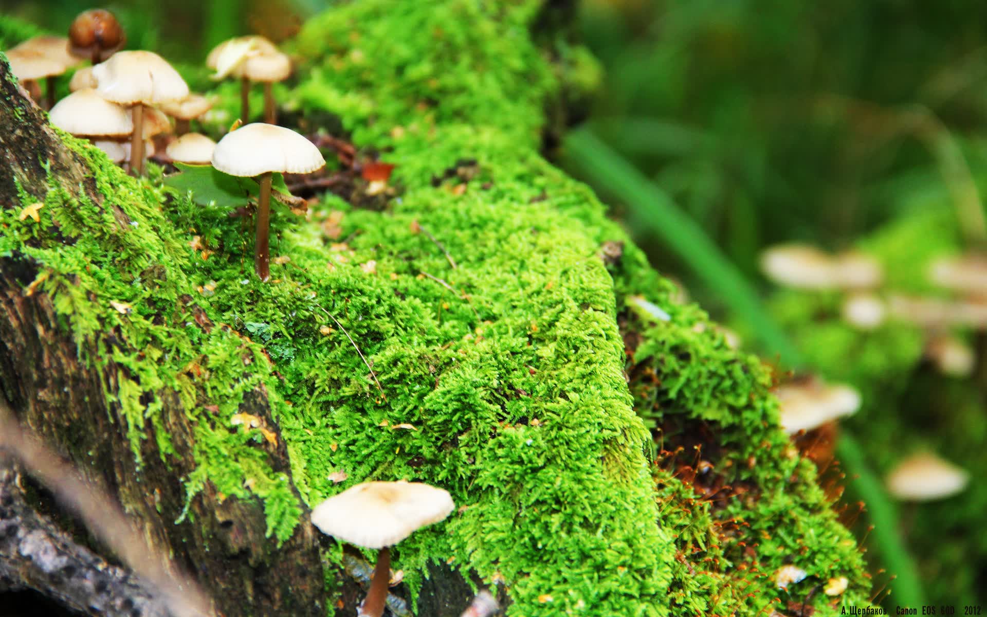 世界自行车公开赛：团队冲刺编排成胜负因素，自行车世界锦标赛